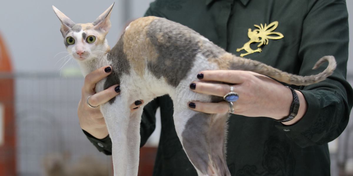 Uma foto elegante de um gato Cornish Rex, conhecido por sua pelagem encaracolada distinta, corpo esguio e orelhas grandes, capturando a aparência única e cativante desta raça felina em particular.