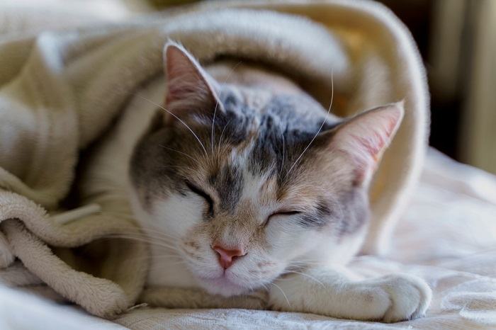 urdidura de gato doente em cobertor