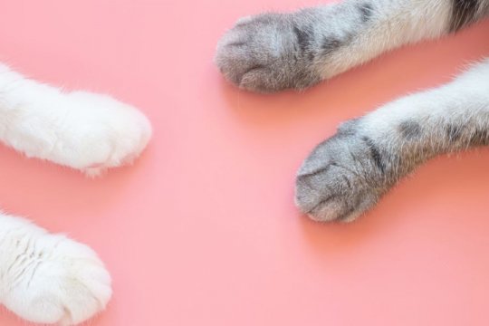10 Curiosidades sobre as Patas do seu Gato