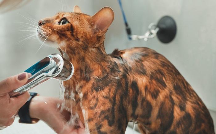 Proprietário gentilmente dando banho em um gato de Bengala