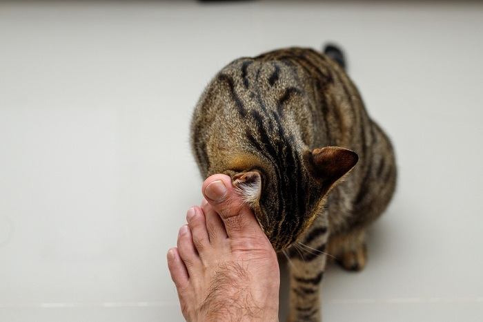 Um gato com aparência entediada descansando confortavelmente, com uma pitada de desinteresse em sua expressão, capturando a essência de um momento de ociosidade felina.