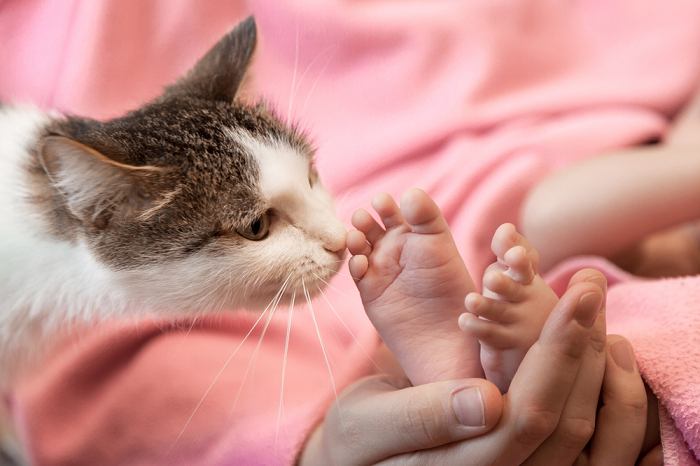 Uma cena comovente que mostra uma interação gentil entre um gato curioso e um par de pezinhos de bebê, enquanto o gato os cheira com curiosidade e o bebê observa com admiração.