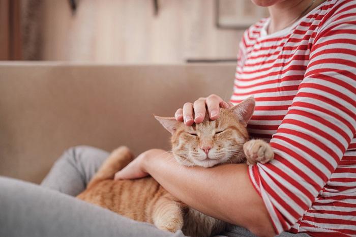 Uma imagem que captura a relação harmoniosa entre um gato e um humano.