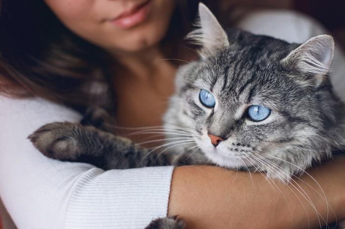 Uma interação emocionante entre um gato e um humano, demonstrando sua relação próxima e afetuosa.