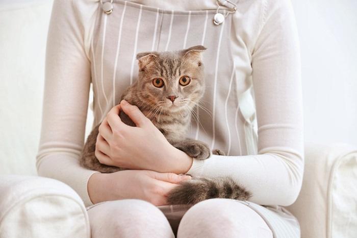 Uma imagem que captura uma cena emocionante entre um gato e um humano.