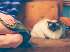 An image depicting a woman interacting with a cat.