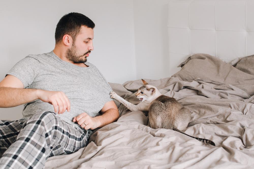 gato atacando e coçando o dono