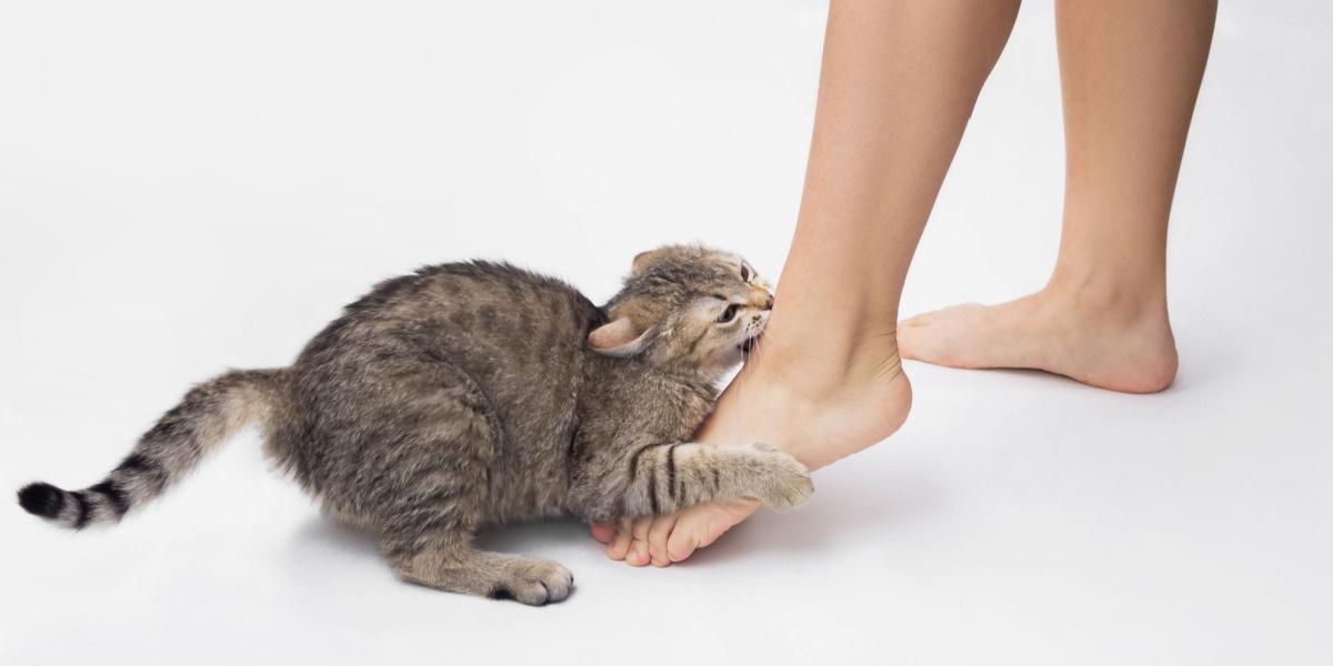 Gato atacando tornozelos.