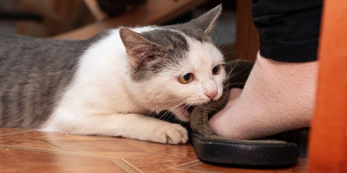 Um adorável gato cinza e branco mordisca de brincadeira os pés de uma pessoa, mostrando sua natureza brincalhona e afetuosa.