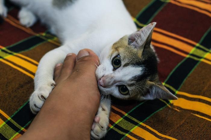 Uma imagem lúdica que captura um gato com os dentes agarrando suavemente os pés de uma pessoa, demonstrando um momento alegre e interativo de comportamento felino.