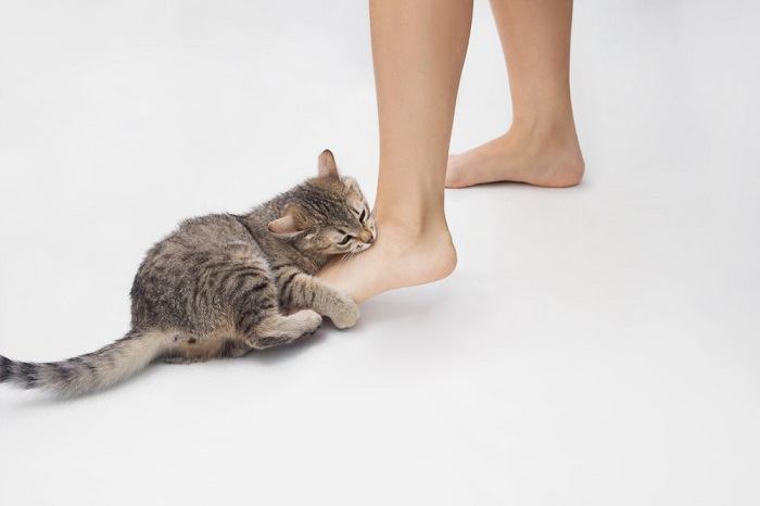 gato atacando os pés da mulher