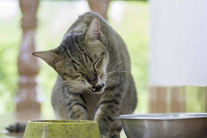 Mastigação de gato