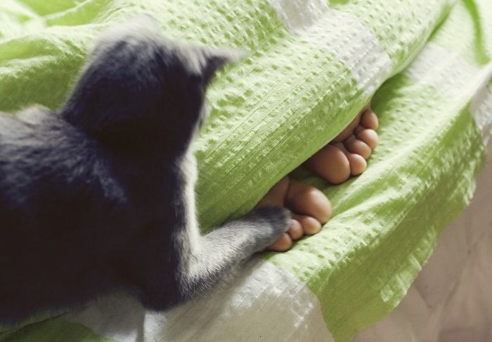 Um gato focado em modo de caça, agachado e perseguindo com intenção os pés de uma pessoa, retratando seus instintos inatos de predador de uma maneira lúdica.