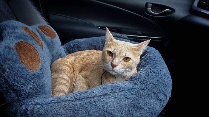 Gato em uma cama macia em um carro