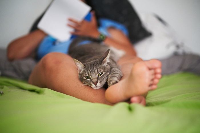 Um gato contente descansando confortavelmente entre as pernas de uma pessoa, desfrutando do calor e da companhia em uma posição relaxada e confortável.