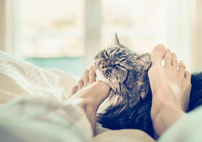 Uma imagem séria que retrata um gato em perigo, segurando uma das patas com uma expressão preocupada, sugerindo a presença de um possível problema médico que requer atenção.