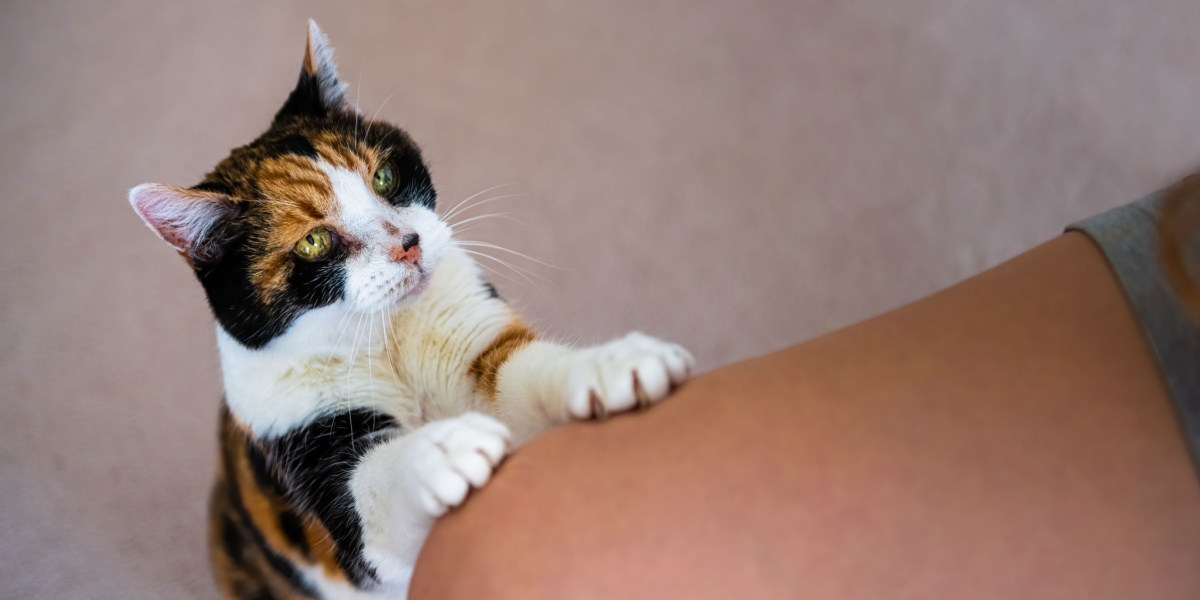 Gato em pé e colocando patas na coxa de alguém