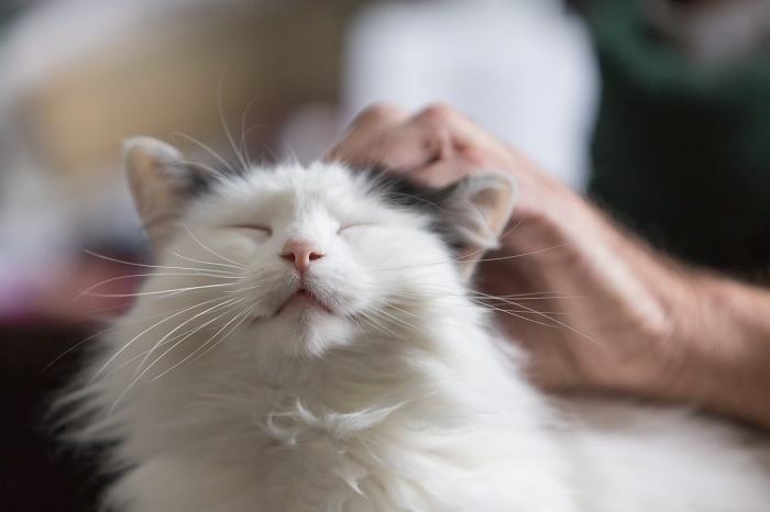 Pessoa acariciando um gato