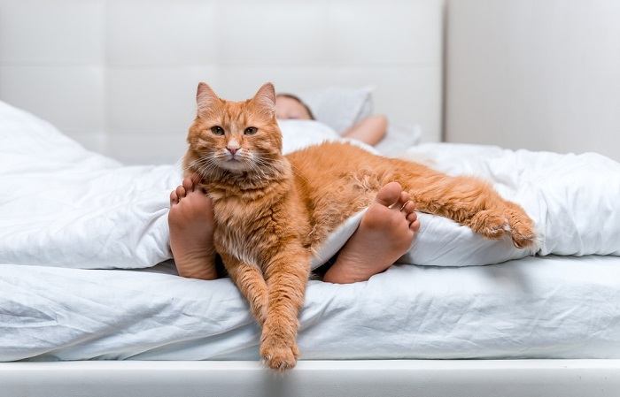 Um gato enérgico atacando e brincando com entusiasmo com os pés de uma pessoa, mostrando sua natureza lúdica e viva.