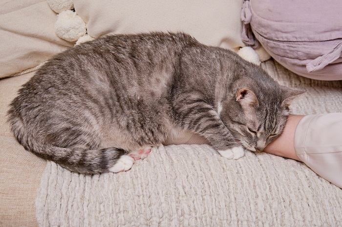 Uma cena pacífica que mostra um gato dormindo confortavelmente aninhado entre as pernas de uma pessoa, desfrutando de um cochilo repousante em uma posição segura e aconchegante.