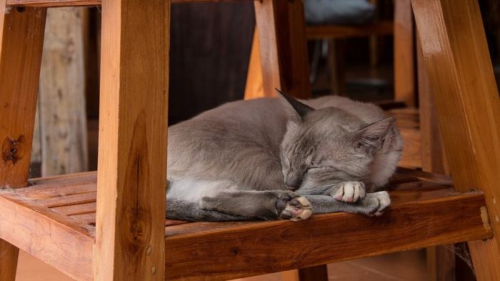 Gato dormindo debaixo de uma cadeira de madeira.