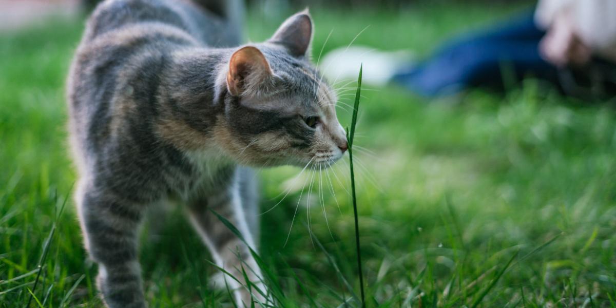 Gato curioso cheirando uma folha de grama, demonstrando seu olfato apurado e exploração do ambiente circundante.