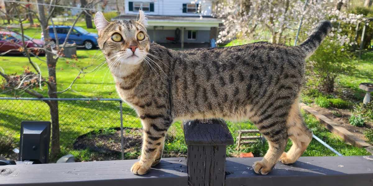 Um gato caminhando tranquilamente em um pátio ou espaço ao ar livre.