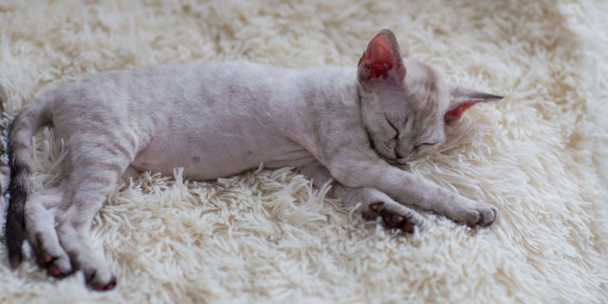 Um gato Devon Rex que dorme pacificamente, exibindo sua aparência única e sua encantadora postura de dormir.