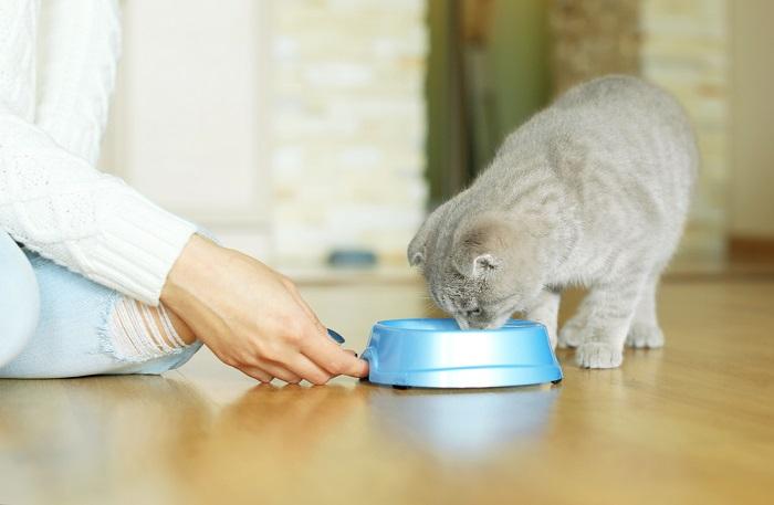 alimentando gato