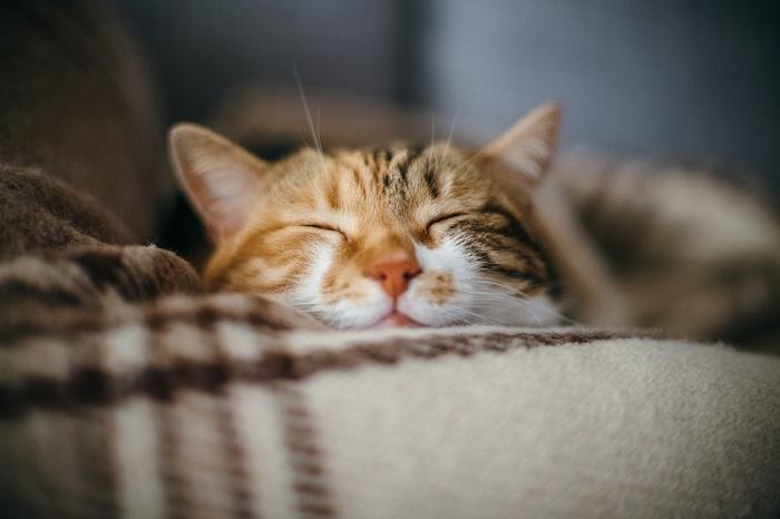 Um gato feliz e contente com expressão de felicidade, irradiando alegria e bem-estar.