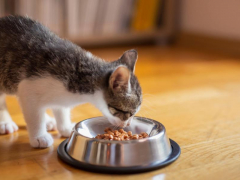 Kitten eating food.