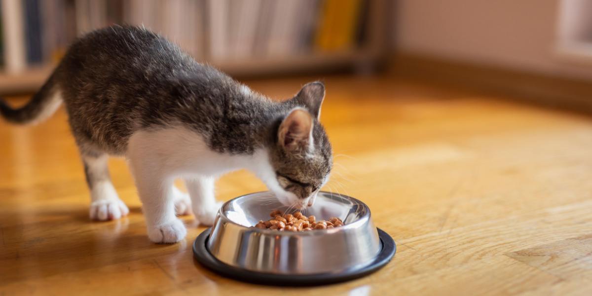 Gatinho comendo em uma tigela.