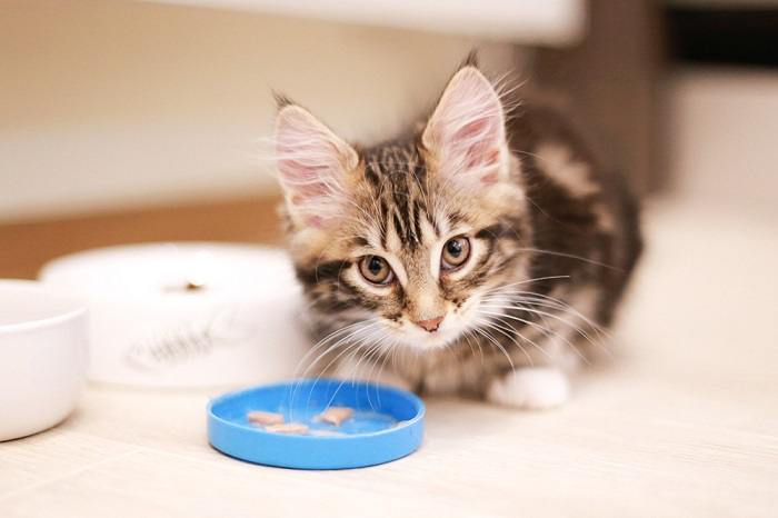 Comida de gatinho.