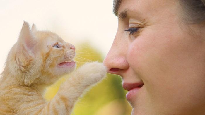 Gatinho pequeno apalpando o nariz de uma mulher