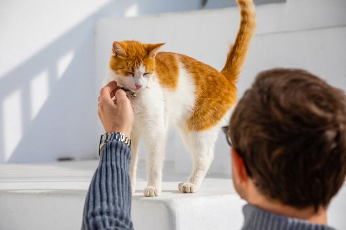 Uma foto apresentando um homem e um gato, possivelmente mostrando uma interação emocionante entre um humano e um companheiro felino.