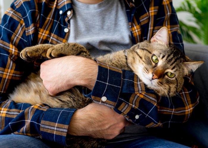 Foto de um homem segurando gentilmente seu gato nos braços, ambos parecendo à vontade e formando uma conexão estreita em um ambiente confortável.