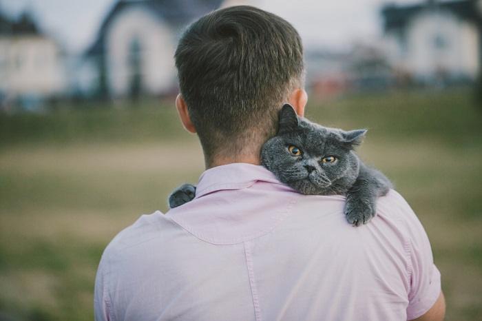 Gato British Shorthair pendurado no ombro do homem