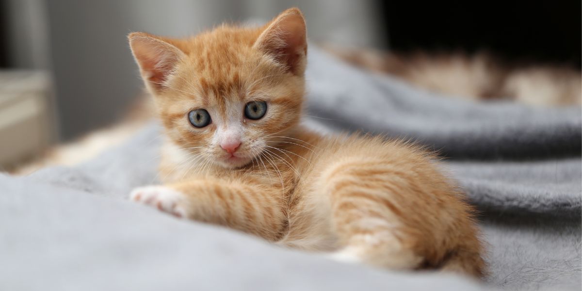 Adorável introdução do novo gatinho, capturando um momento emocionante.