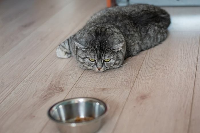 Imagem que retrata um gato apresentando sinais de não comer, com diminuição do apetite, possivelmente devido a diversos fatores de saúde ou comportamentais. A imagem reflete a importância de monitorar os hábitos alimentares de um gato e buscar cuidados adequados caso as alterações de apetite persistam.