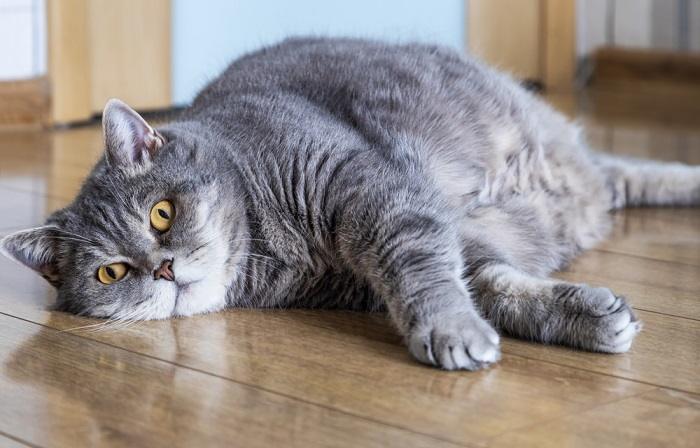 Gato com excesso de peso descansando confortavelmente, mostrando seu tamanho e enfatizando a importância de manter um peso saudável para o bem-estar felino.