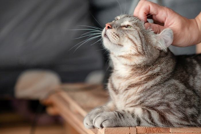 Interação lúdica entre uma pessoa e seu gato, demonstrando a alegria da companhia felina.