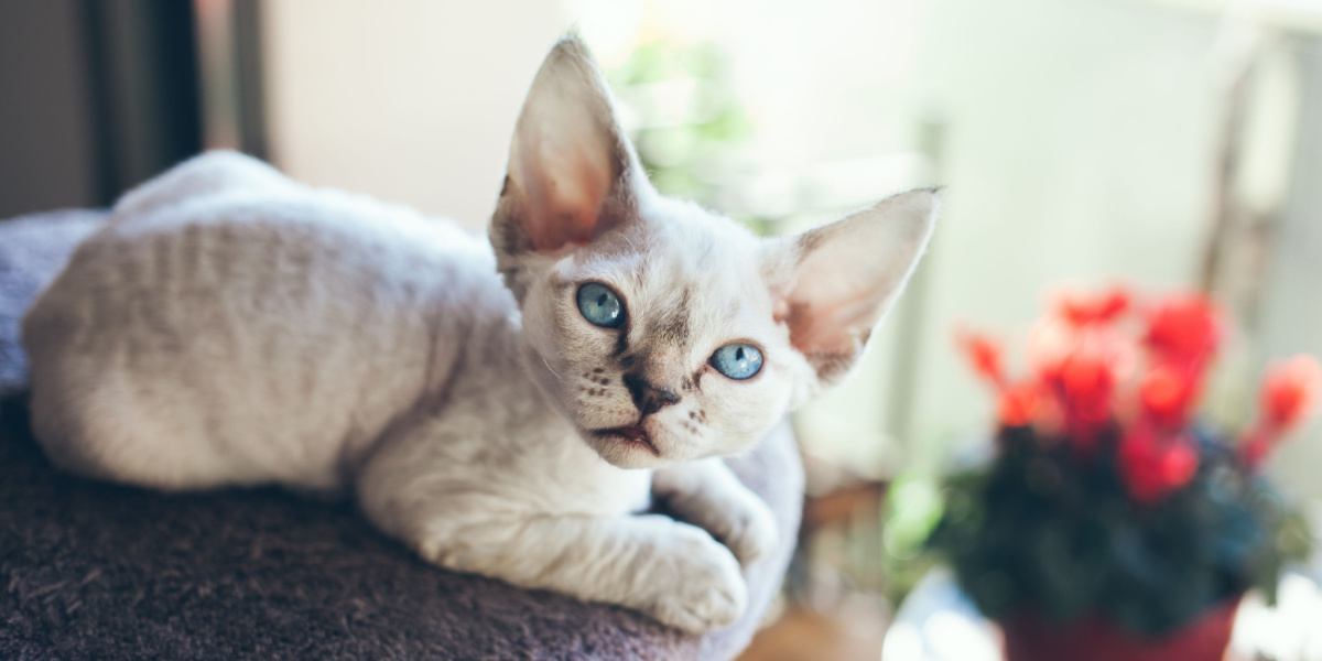 Um deslumbrante gato Devon Rex com pêlo elegante e ondulado e olhos cativantes, posando graciosamente.