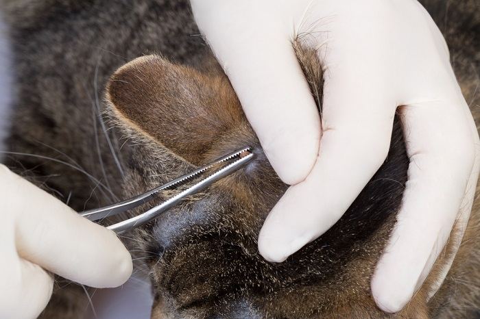 Pessoa extraindo um carrapato da pele de um gato usando uma pinça