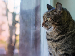 Cat interacting with a person