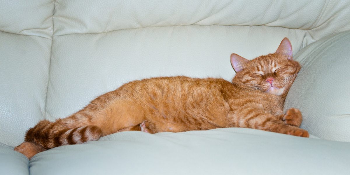 Gato dormindo em um local aconchegante.