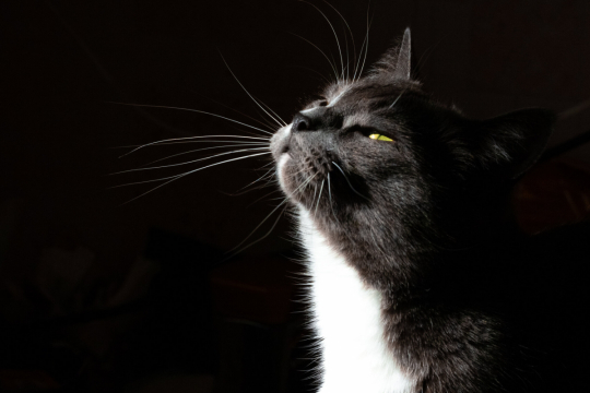 Quais cheiros os gatos odeiam? Essa lista pode te surpreender