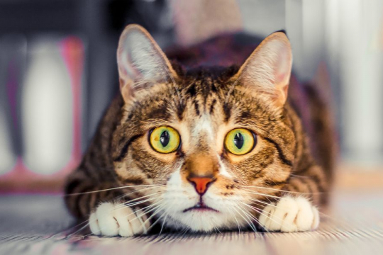 7 Sons que os Gatos Odeiam e que Você Deve Evitar