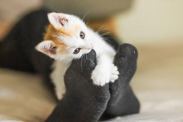 Gato atacando tornozelos e pés.