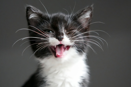 10 Curiosidades sobre Bigodes de Gatos