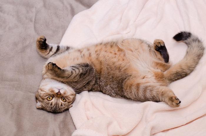 Encantador gato Scottish Fold com orelhas dobradas distintas. A imagem mostra a aparência única desta raça, conhecida por sua adorável orelha dobrada.